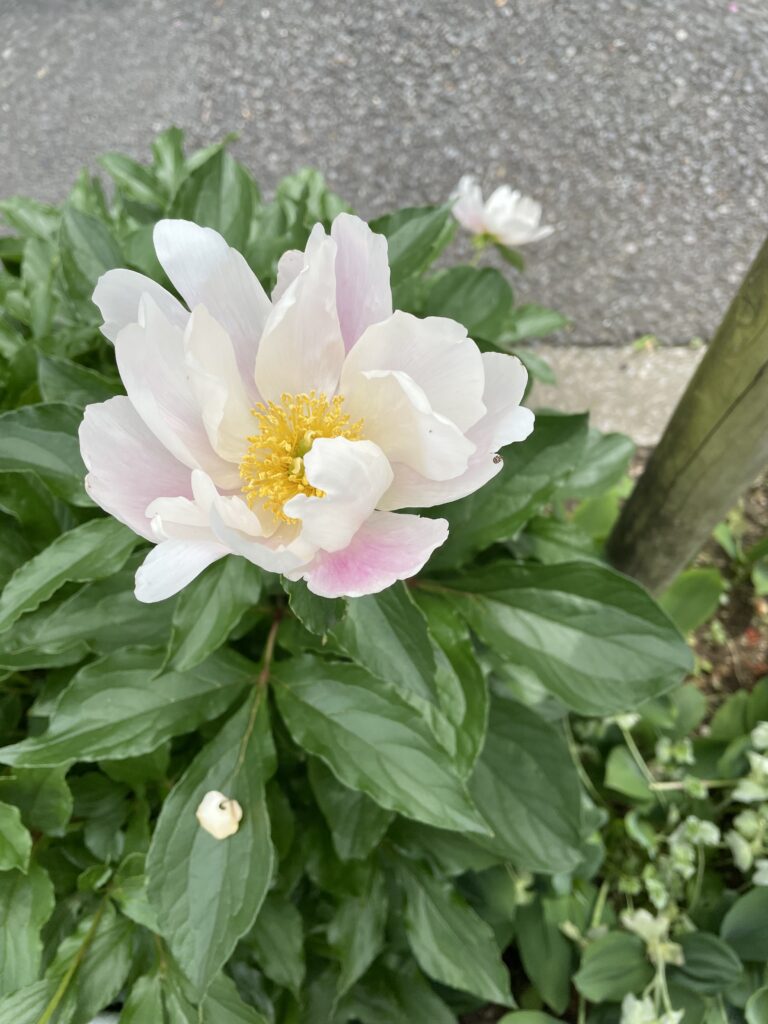 芍薬