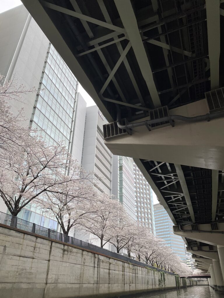 あいあい橋と新三崎橋の間の桜