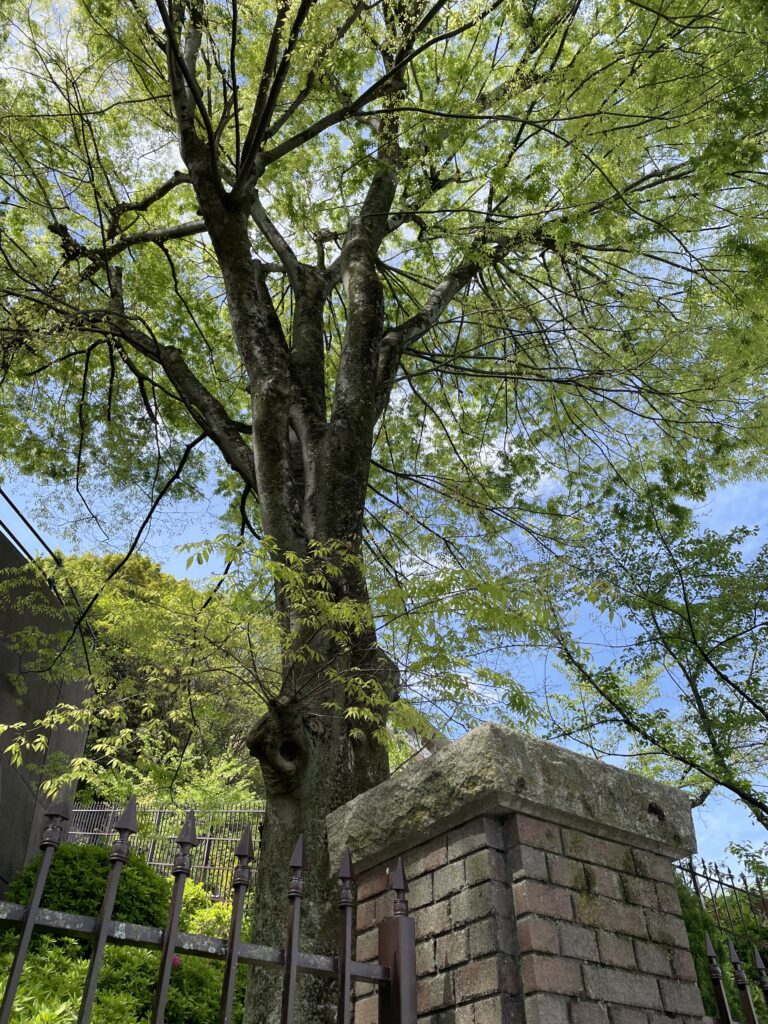 新緑の蹴上界隈