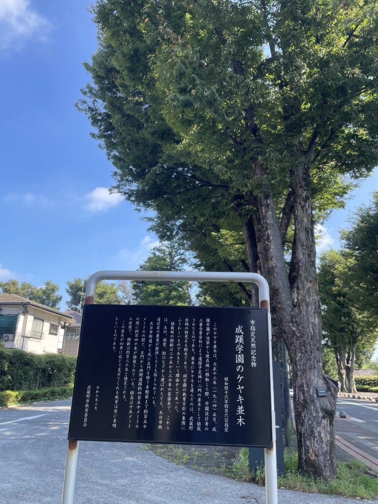 成蹊大学の欅並木
